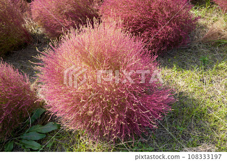 秋葉Kokia 秋葉Kokia 108333197