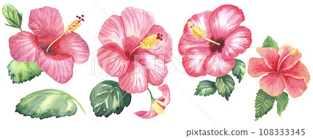 水彩芙蓉 水彩芙蓉 108333345