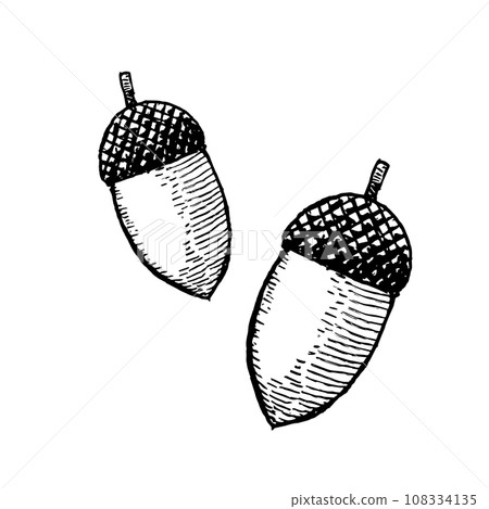 Hand drawn acorn retro illustration Hand drawn acorn retro illustration 108334135