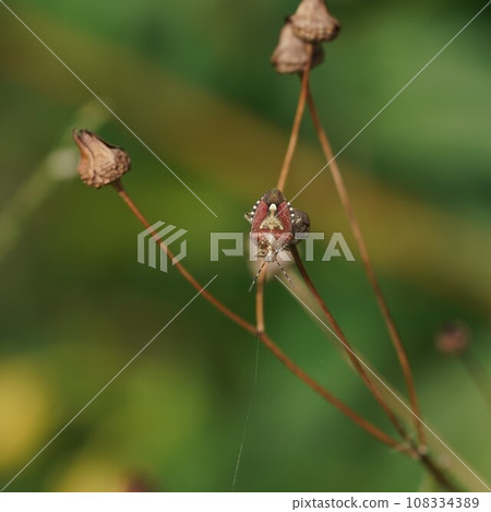 Bee whale bug Bee whale bug 108334389