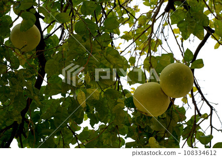 pomelo fruits on the tree. Pomelo tree Green fruit on a branch close-up. Or green grapefruit. Harvesting citrus fruits In garden 108334612