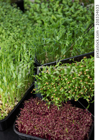 Growing microgreens at home. Different types of microgreens are used for food. Amaranth, arugula, radish, cilantro, sprouted peas in boxes. Fresh organic Growing microgreens at home. Different types of microgreens are used for food. Amaranth, arugula, radish, cilantro, sprouted peas in boxes. Fresh organic 108334633