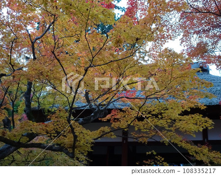 Visiting Kyoto's autumn leaves: Joshoji Temple Visiting Kyoto's autumn leaves: Joshoji Temple 108335217