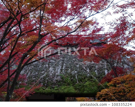 賞京都紅葉：上正寺 108335224