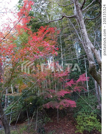 Wandering around Kyoto's autumn leaves - Kodaiji edition Wandering around Kyoto's autumn leaves - Kodaiji edition 108335324