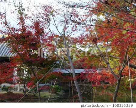Wandering around Kyoto's autumn leaves - Kodaiji edition Wandering around Kyoto's autumn leaves - Kodaiji edition 108335339