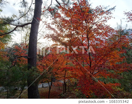 Wandering around Kyoto's autumn leaves - Kodaiji edition Wandering around Kyoto's autumn leaves - Kodaiji edition 108335342