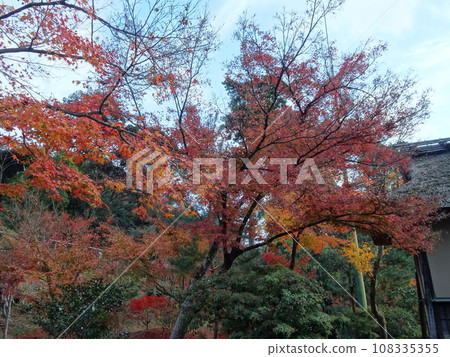 Wandering around Kyoto's autumn leaves - Kodaiji edition Wandering around Kyoto's autumn leaves - Kodaiji edition 108335355