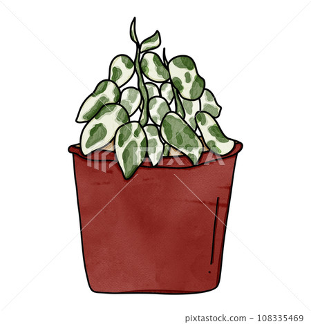 Epipremnum aureum N Joy or N Joy potho Epipremnum aureum N Joy or N Joy potho 108335469