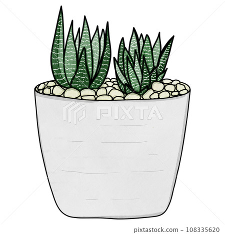 Haworthia plant drawing 108335620