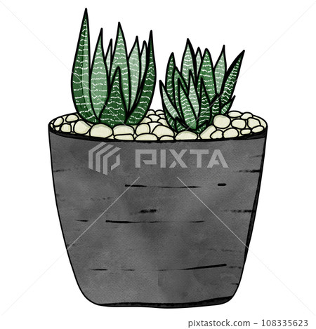 Haworthia plant drawing 108335623