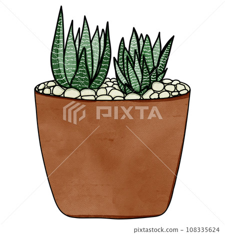 Haworthia plant drawing 108335624