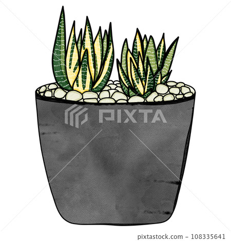 Haworthia variegated plant drawing 108335641