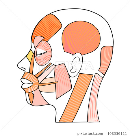 臉部肌肉圖示,側面朝左 臉部肌肉圖示,側面朝左 108336111