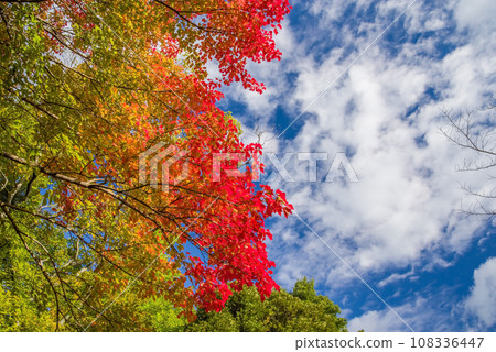 Vibrant autumn leaves and autumn sky Vibrant autumn leaves and autumn sky 108336447