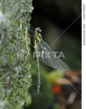 Minami Yamma 108336667