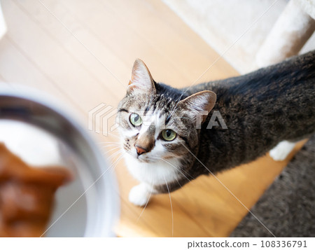 Cat staring at a plate of cat food Cat staring at a plate of cat food 108336791