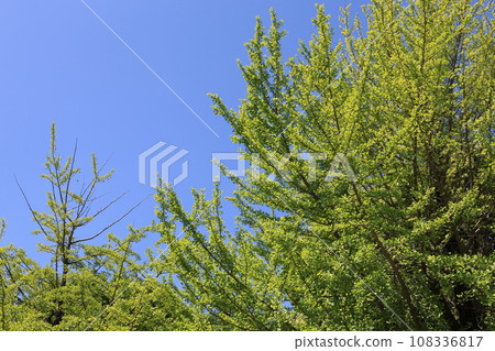 Scenery of Kiba Park in Koto Ward, Tokyo 108336817