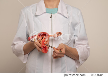 Doctor gynecologist showing pen on plastic model of uterus and ovaries closeup 108336849