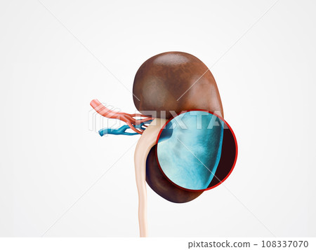 Photorealistic 3d illustration of human kidney with vessels isolated on white 108337070