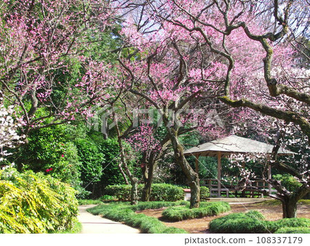 Tojogaoka Historical Park scenery in spring when red plum blossoms bloom Tojogaoka Historical Park scenery in spring when red plum blossoms bloom 108337179