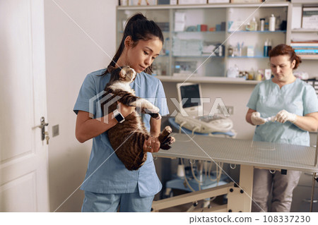 Careful Asian lady holds cute cat while colleague prepares ultrasound machine in clinic Careful Asian lady holds cute cat while colleague prepares ultrasound machine in clinic 108337230