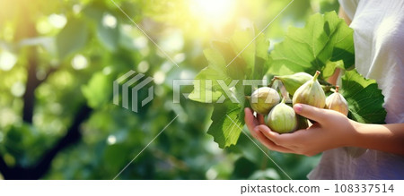 Ripe figs in woman hands on the green garden background Ripe figs in woman hands on the green garden background 108337514