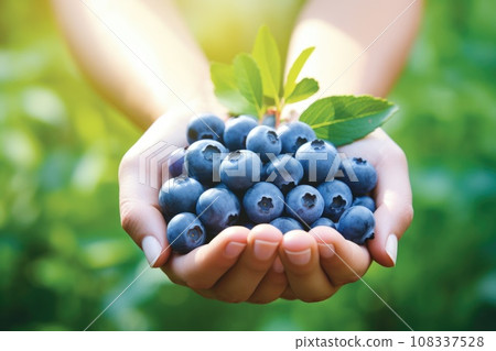Ripe blueberries in woman hands on the green garden background Ripe blueberries in woman hands on the green garden background 108337528