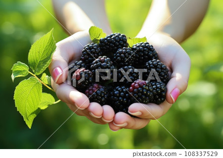 Ripe blackberries in woman hands on the green garden background Ripe blackberries in woman hands on the green garden background 108337529