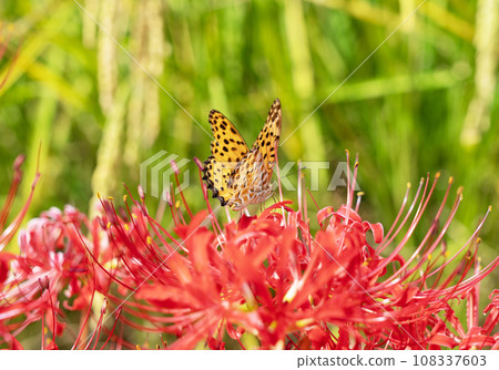 Python butterfly 108337603