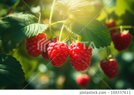 raspberry grow in the orchard garden in sunny day. raspberry grow in the orchard garden in sunny day. 108337611