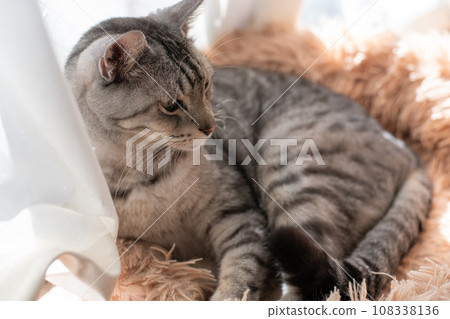 Relaxing cat, Sabatra cat Relaxing cat, Sabatra cat 108338136