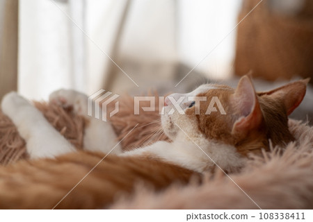 Relaxing cat tea tabby white Relaxing cat tea tabby white 108338411