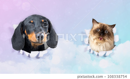 Cute animal 108338754