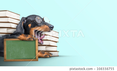 Cute animal 108338755