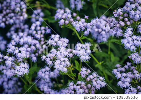 秋天各種花卉盛開的美景 108339530