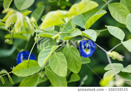 Beautiful scenery of various flowers blooming in autumn Beautiful scenery of various flowers blooming in autumn 108339535