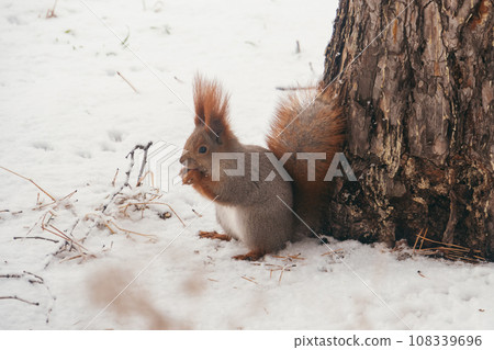 Hungry Park Squirrel with a Nut in Winter Forest 108339696