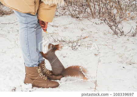Hungry Park Squirrel and Kind Girl in Winter Forest. Animals Feeding 108339697
