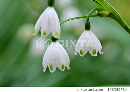 Suzuran daffodil flowers Suzuran daffodil flowers 108339784
