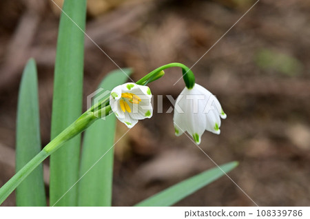 Suzuran daffodil flowers Suzuran daffodil flowers 108339786