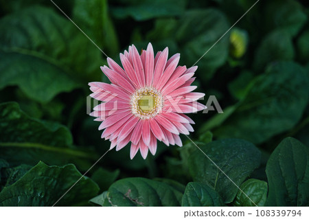 A landscape of blooming pink gerberas with petals bordered in white A landscape of blooming pink gerberas with petals bordered in white 108339794