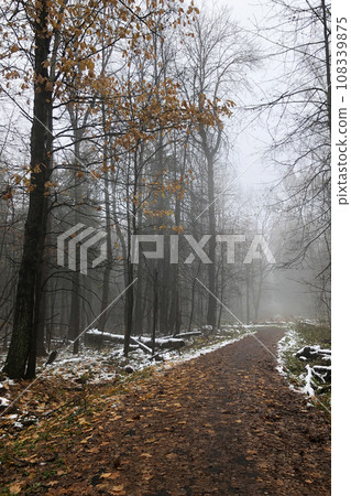 empty dirt road covered with fallen leaves and first snow in the forest in foggy autumn day 108339875
