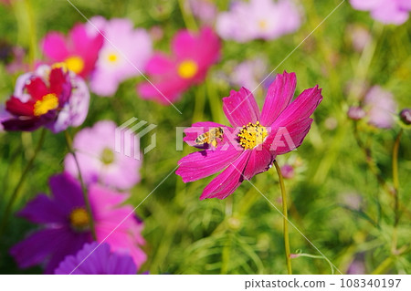 Autumn cosmos and bees 108340197