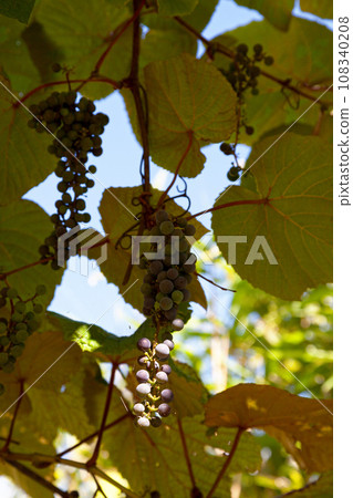 Close-up on red grapes 108340208