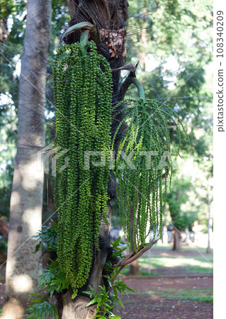 Grape of caryota flowers 108340209