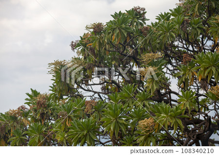 Heliotropium foertherianum 108340210
