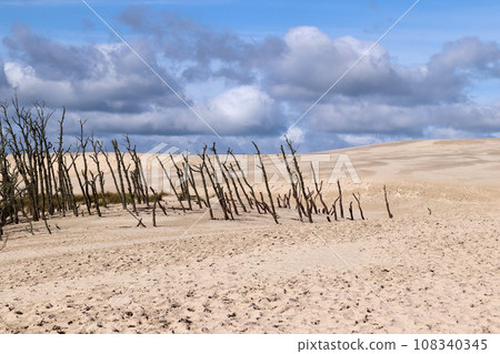 Dead forest on the Lacka Dune near village Leba, Poland 108340345