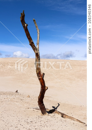 Dead tree on the Lacka Dune in Slovincian National Park, Leba, Poland. Moving sand dunes absorbing the forest. 108340346