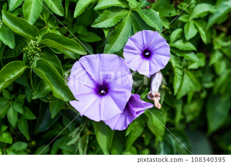 Ipomoea cairica or mile-a-minute vine, Messina creeper, Cairo morning glory, coast morning glory and railroad creeper Ipomoea cairica or mile-a-minute vine, Messina creeper, Cairo morning glory, coast morning glory and railroad creeper 108340395
